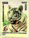 WHITE TIGER 1276 Indian Post