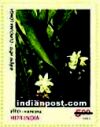 INDIAN MEDICINAL PLANTS - HARIDRA 1748 Indian Post