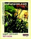INDIAN MEDICINAL PLANTS - GHRITKUMARI 1750 Indian Post