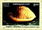 SEA SHELL OF INDIA (CYPRAEA STAPHYLAEA) 1831 Indian Post
